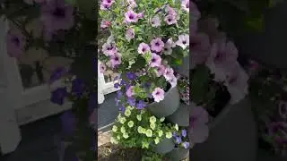 Они разные и прекрасные