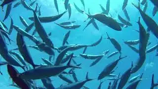 Fish video clip stock video footage copyrig