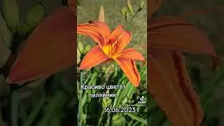 Красиво цветёт лилейник в Киеве. #июнь2023 #лето2023 #украина🇺🇦 #киев #лилейник #цветы