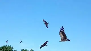 Маленький отрывок с концерта разных птиц!!!