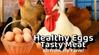 How to raise free range chickens for meat and eggs ।  O cuidado com as galinhas do sítio
