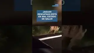 Rescatan a jaguar con fuerte daño físico que deambulaba en carretera de Pachuca #shorts