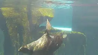 @visitbristol @bristolzoologicalsociety The Seals Swimming sessions