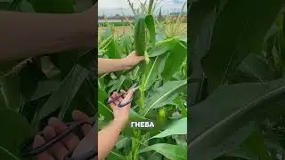 Grandson cut the tops off grandma's CORN🌽✂️😱