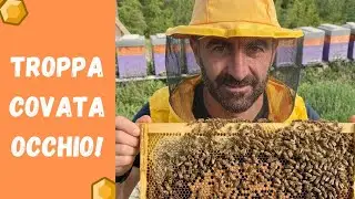 Too much brood? Here's why your bees are at risk now.