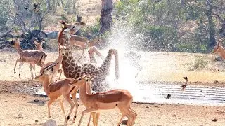 Giraffe Takes A Tumble in a Watering Hole [PIX]