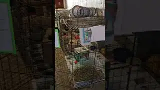 More of the Great Lakes Rabbit Sanctuary