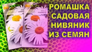 SOW THIS GARDEN CHAMOMILE NIVANIC AND IT WILL BLOWER IN THE YEAR OF PLANTING