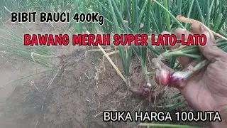 bawang merah super Lato-Lato