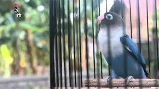 SUARA BURUNG : Love Bird Raffa Vs Pinguin Milik AS BF Yogyakarta Panjang Keras Dan Tahan Lama