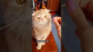 Как помочь похудеть котику 🐈🤔 