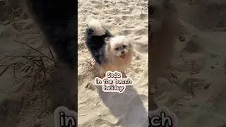 Funny Dog Holiday in Bali #shorts #feedshorts #funny #funnyshorts