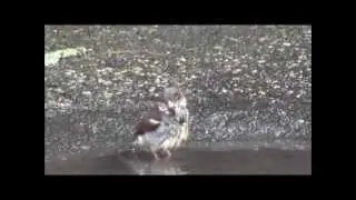 Birdies Bathing