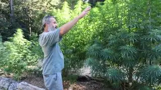 Wait for it - super tall Yunnan plant at the end!