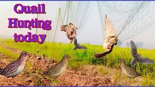 Today quail hunting 2024//آج کا تازہ شکار مزہ آگیا