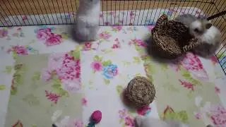 Teddy Bunny Maluszki z Miotu G