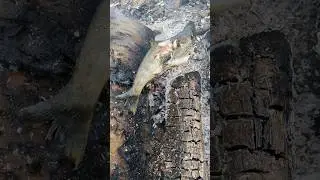 Форель на углях.