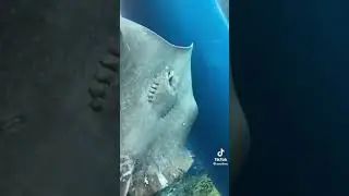 A STING RAY FEEDING #stingray