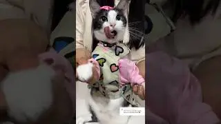 Espero les guste mi baile #viral #gatos #michi #shortvideos #cat #michis #shorts #parati #cats #pets