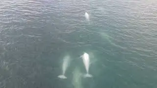A herd of Belugas crosses our path