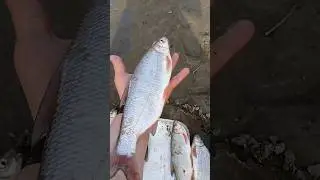 рыбец он же сырть он же вимба