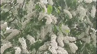 Белая черёмуха 🌳 под моим окном / White bird cherry 🌳 under my window