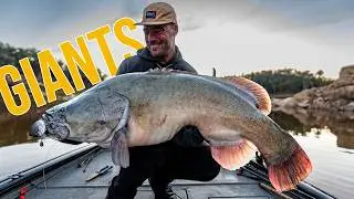Monster Murray Cod: Unveiling the Secret Lure & Bite Windows
