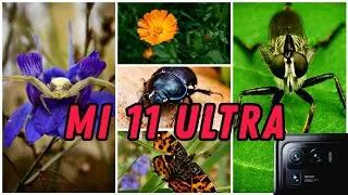 MI 11 ULTRA Macro Photos Samples