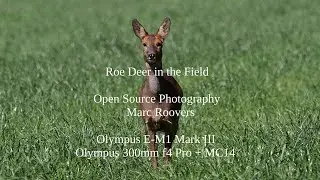Roe Deer in the Field - The Beauty of Nature