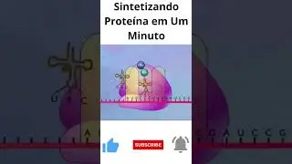 Sintetizando Proteína em Um Minuto
