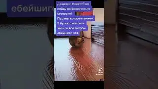 #мемы #приколы #коты