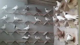 пермские голуби