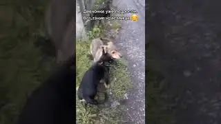 ПОМОГИТЕ В СТЕРИЛИЗАЦИИ БЕЗДОМНОЙ СОБАКИ 🙏