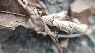 Xiaomi Mi 8 & Xiaomi Mi 9 kit phone lens test (Bostionye)