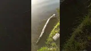 Доброе утро на рыбалке на озере на карпа 