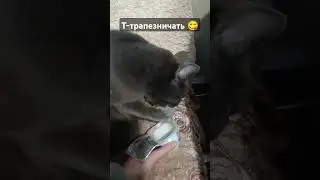 Кот Оскар трапезничает) #cat #кот #оскар