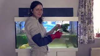 Fish ASMR - Aquarium makeover, soft spoken voice over