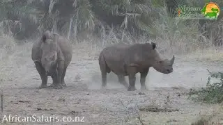 Never too old to suckle from your mother!