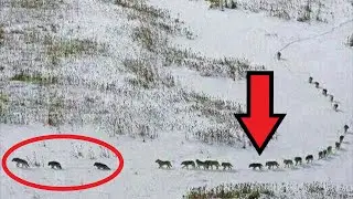 This picture of the wolf pack has already circled the Internet. It's all about the secret sense…