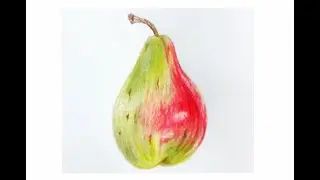 Drawing a Pear in color pencils | Realistic Fruit Drawing | Pear Drawing | Still Life drawing