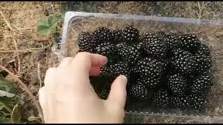 И снова ежевика Блек Джем