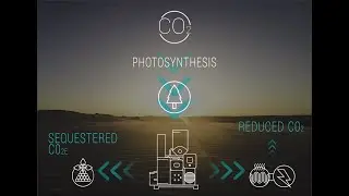 The Local Carbon Network