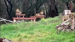 African Lions || African Wild Animals