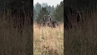Wade's Mountain Turkey at 15 yards! 