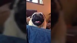 Pug breathing noises