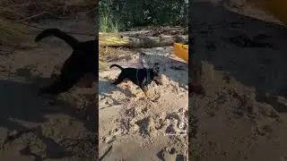 Cape Fear Zoomies