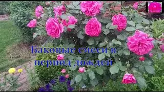 ОБРАБОТКИ РОЗ В СЕЗОН ДОЖДЕЙ
