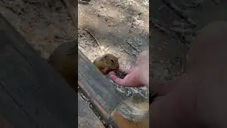 Суслики в парке острова Татышев Красноярска