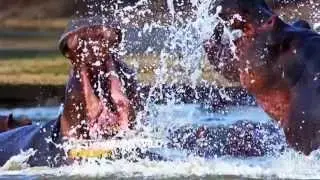 Nat Geo Wild HD Adverts January 2015