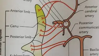 BLOOD SUPPLY OF INTERNAL CAPSULE